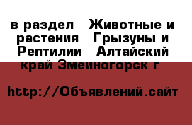  в раздел : Животные и растения » Грызуны и Рептилии . Алтайский край,Змеиногорск г.